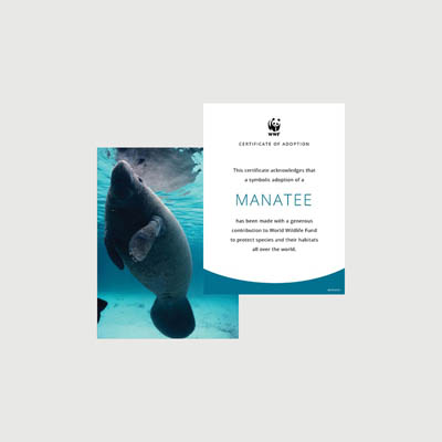 manatee Photo + certificate adoption kit