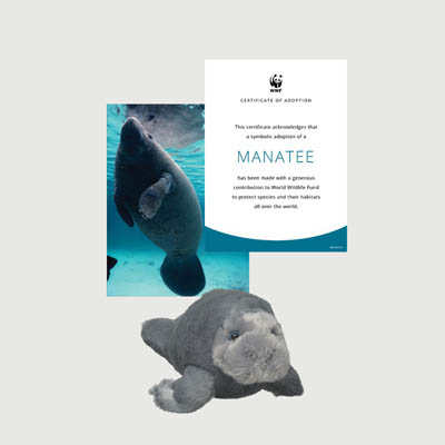 manatee Mini plush adoption kit
