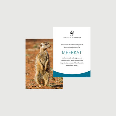 meerkat Photo + certificate adoption kit