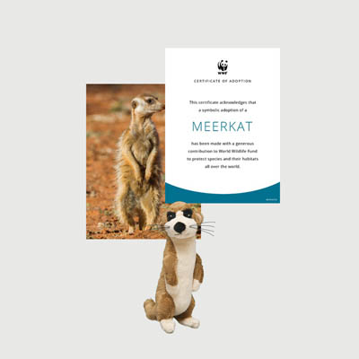 meerkat Mini plush adoption kit