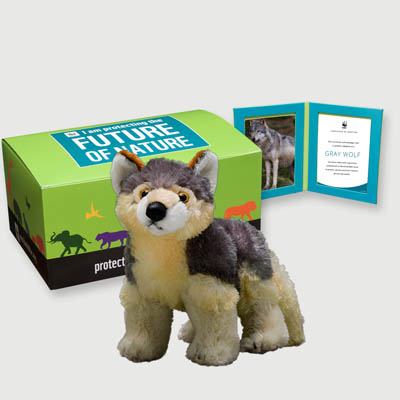 mexican gray wolf Plush, box + frame adoption kit