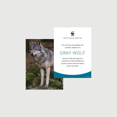 mexican gray wolf Photo + certificate adoption kit