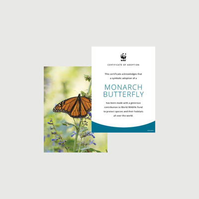 monarch butterfly Photo + certificate adoption kit