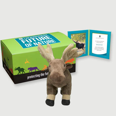 moose Plush, box + frame adoption kit