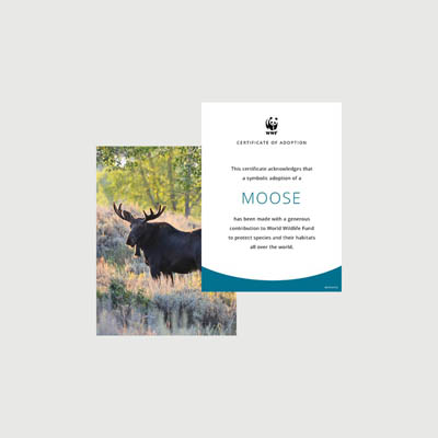moose Photo + certificate adoption kit