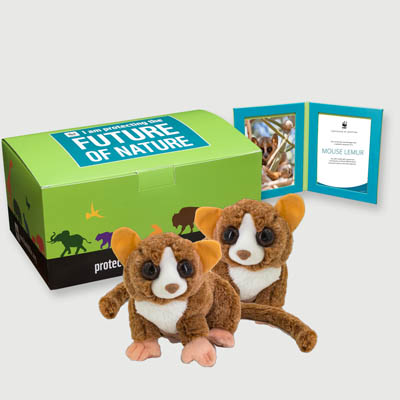 mouse lemur Plush, box + frame adoption kit