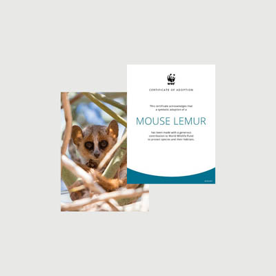 mouse lemur Photo + certificate adoption kit