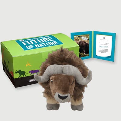 musk ox Plush, box + frame adoption kit