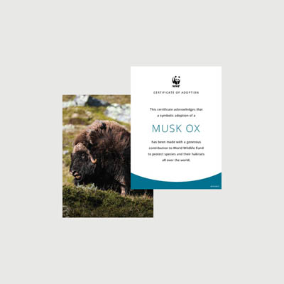 musk ox Photo + certificate adoption kit