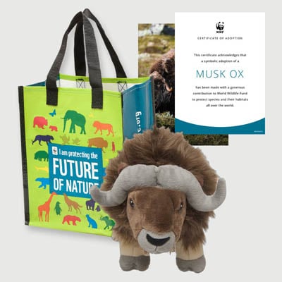 musk ox Plush adoption kit