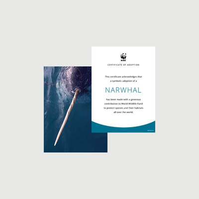 narwhal Photo + certificate adoption kit