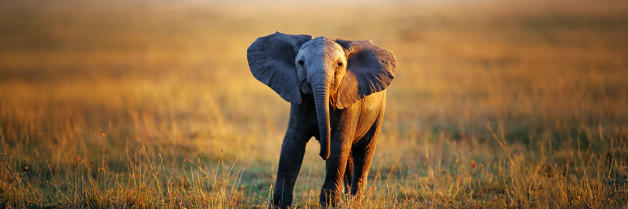 World Wildlife Fund | WWFGifts Catalog
