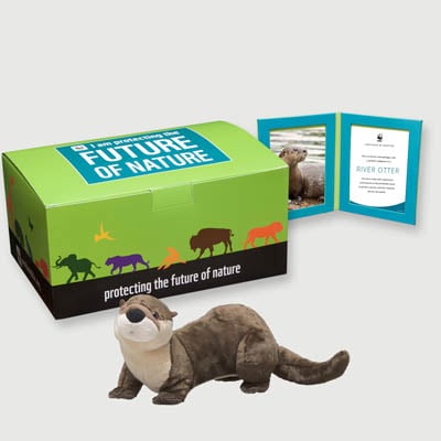 north american river otter Plush, box + frame adoption kit