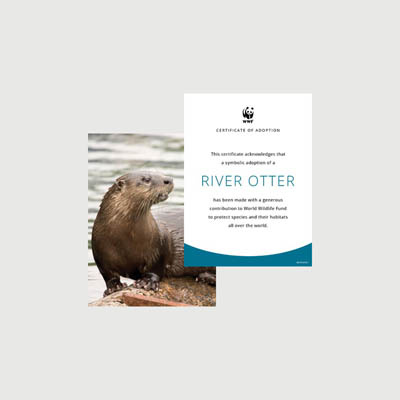north american river otter Photo + certificate adoption kit