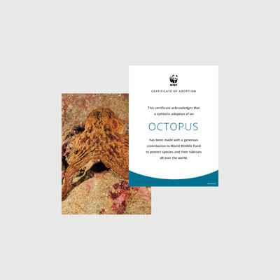 octopus Photo + certificate adoption kit