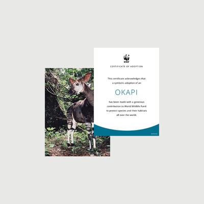 okapi Photo + certificate adoption kit