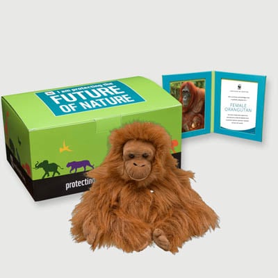 orangutan female Plush, box + frame adoption kit