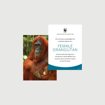 orangutan female Photo + certificate adoption kit