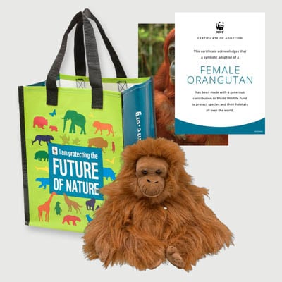 orangutan female Plush adoption kit