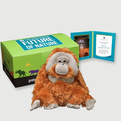orangutan male Plush, box + frame adoption kit