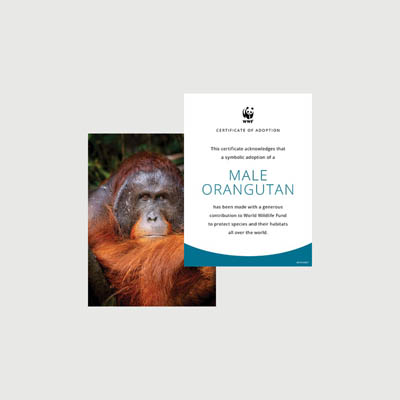 orangutan male Photo + certificate adoption kit