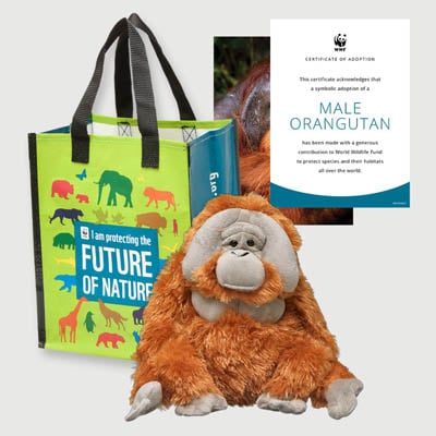 orangutan male Plush adoption kit