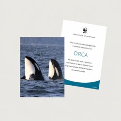 orca Photo + certificate adoption kit