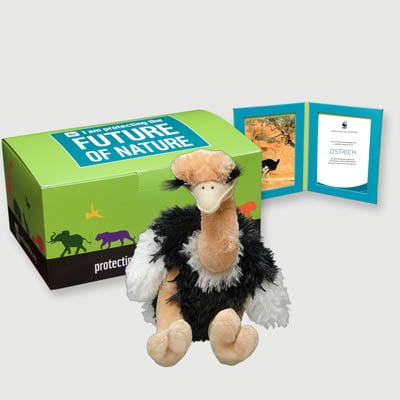 ostrich Plush, box + frame adoption kit