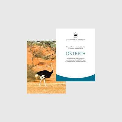 ostrich Photo + certificate adoption kit