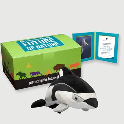 pacific white sided dolphin Plush, box + frame adoption kit