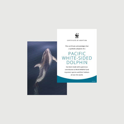 pacific white sided dolphin Photo + certificate adoption kit