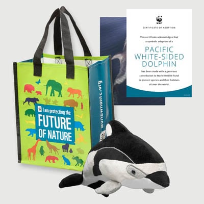 pacific white sided dolphin Plush adoption kit
