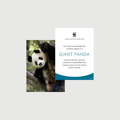 panda Photo + certificate adoption kit