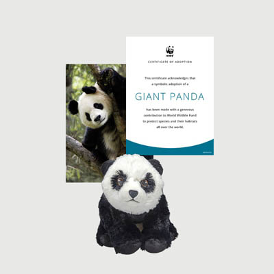 panda Mini plush adoption kit