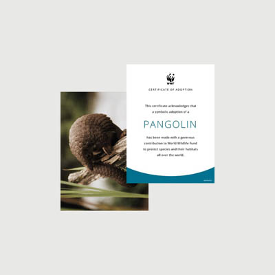 pangolin Photo + certificate adoption kit