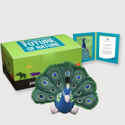 peacock Plush, box + frame adoption kit