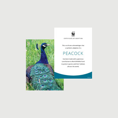 peacock Photo + certificate adoption kit