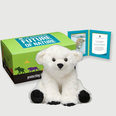 polar bear Plush, box + frame adoption kit