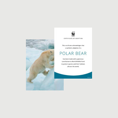 polar bear Photo + certificate adoption kit