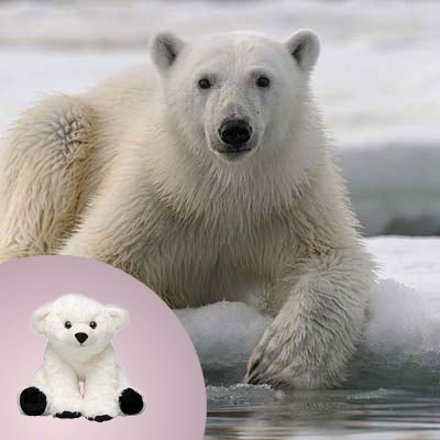 plush + species photo