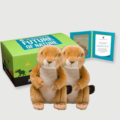 prairie dog Plush, box + frame adoption kit