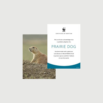 prairie dog Photo + certificate adoption kit