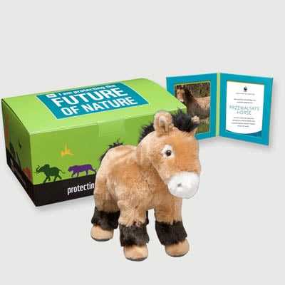 przewalskis horse Plush, box + frame adoption kit