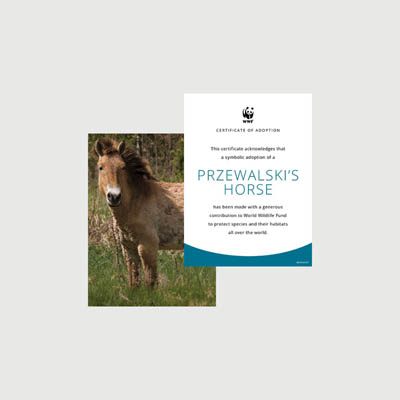 przewalskis horse Photo + certificate adoption kit