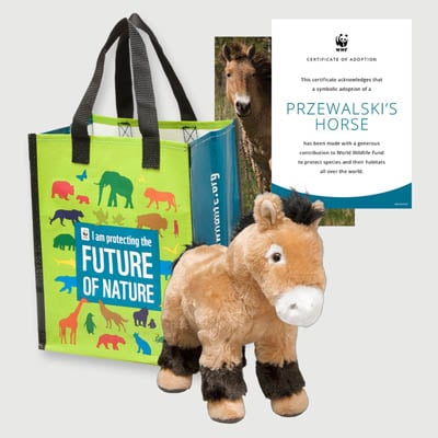 przewalskis horse Plush adoption kit