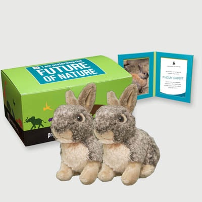 pygmy rabbit Plush, box + frame adoption kit