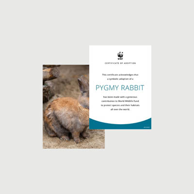 pygmy rabbit Photo + certificate adoption kit