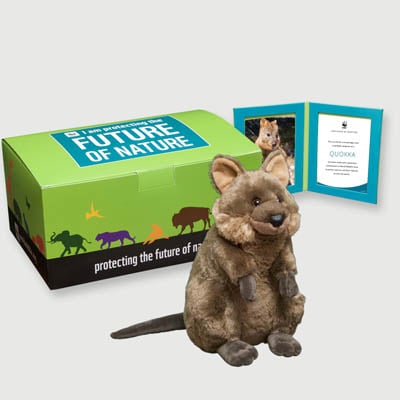 quokka Plush, box + frame adoption kit