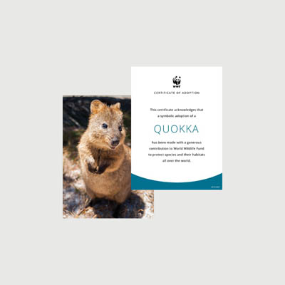 quokka Photo + certificate adoption kit