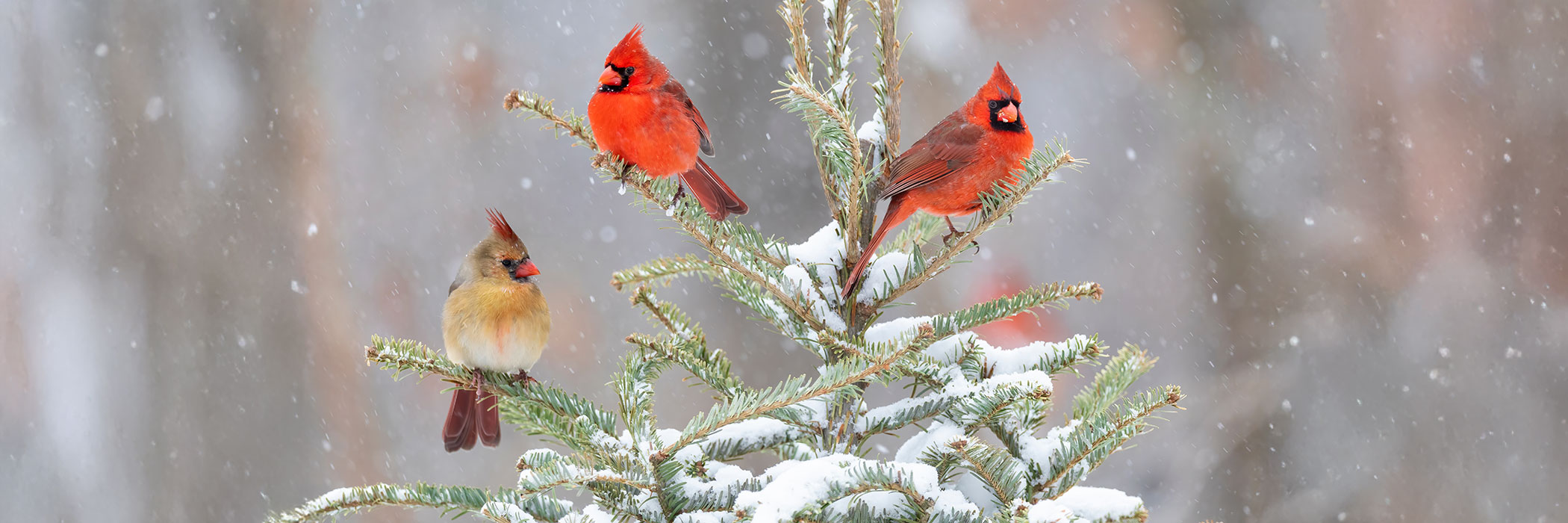 Northern cardinal males and female in spruce tree in winter snow